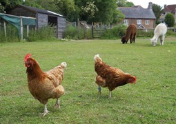 Our happy free-range hens