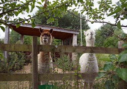 Guests love to visit the alpacas